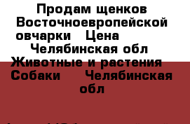 Продам щенков Восточноевропейской овчарки › Цена ­ 6 000 - Челябинская обл. Животные и растения » Собаки   . Челябинская обл.